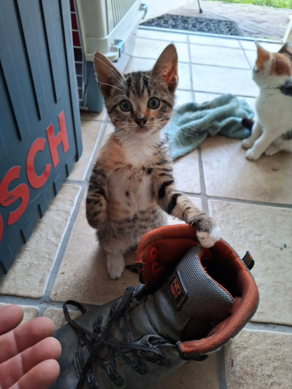 Mooie kittens zoeken een liefdevol thuis., Meerdere dieren