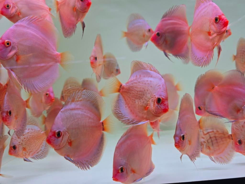 Discusvissen, Dieren en Toebehoren, Vis, Zoetwatervis, Schoolvis