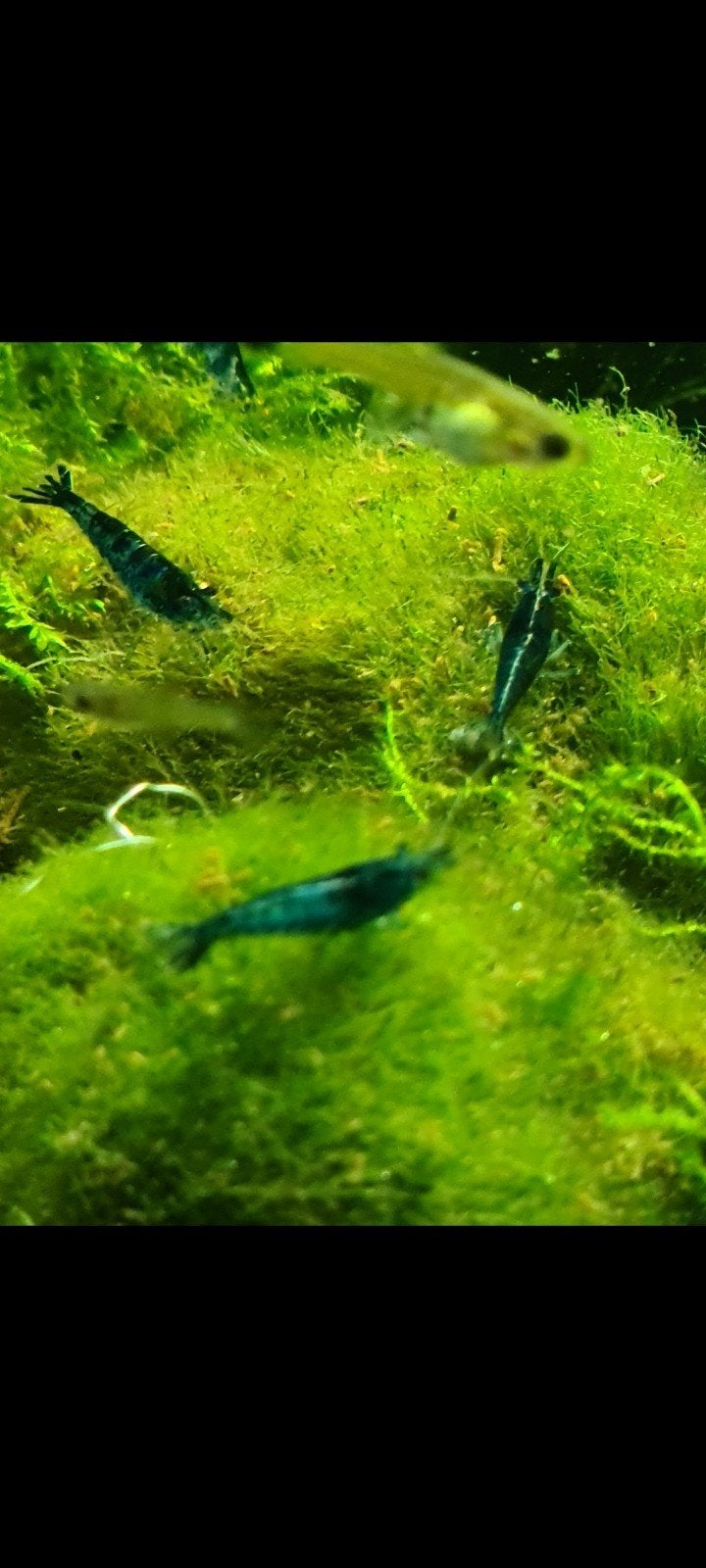 Blauwe garnaaltjes (Blue dream), Dieren en Toebehoren, Vissen | Aquariumvissen, Kreeft, Krab of Garnaal