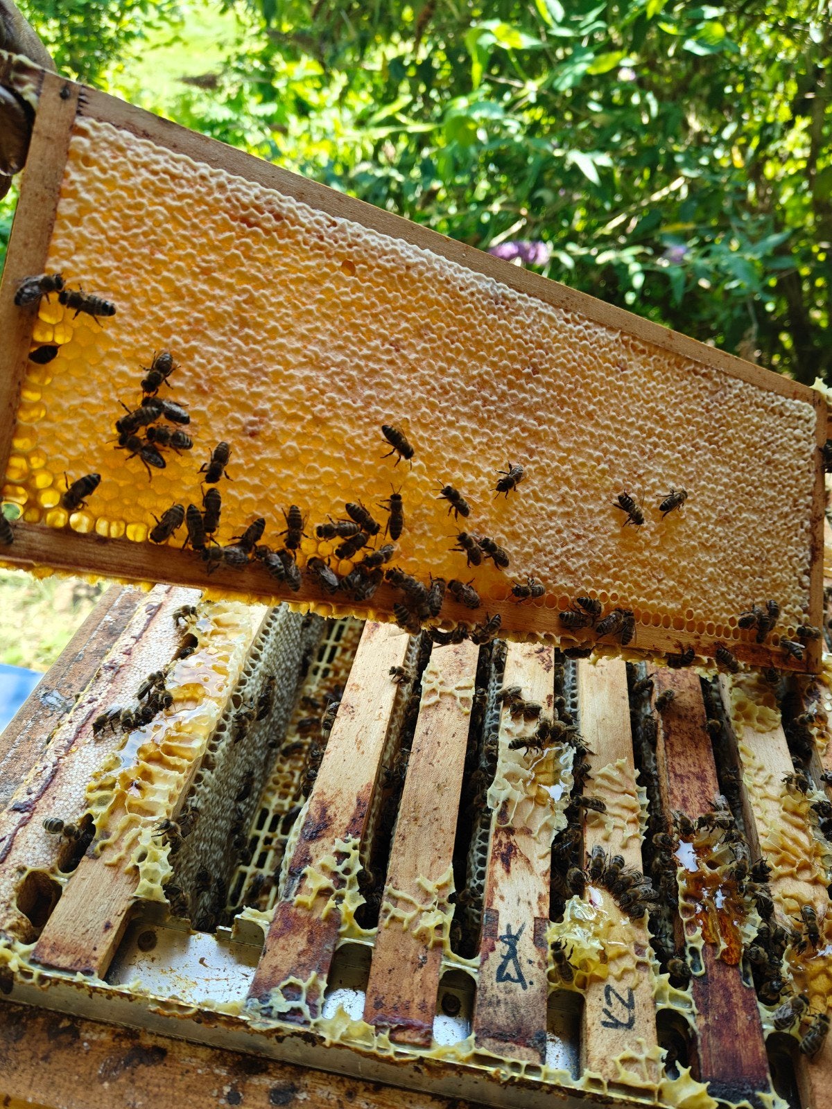 🐝🍯Diverse bijenvolken te koop  wegens pauzeren hobby, Dieren en Toebehoren, Bijen