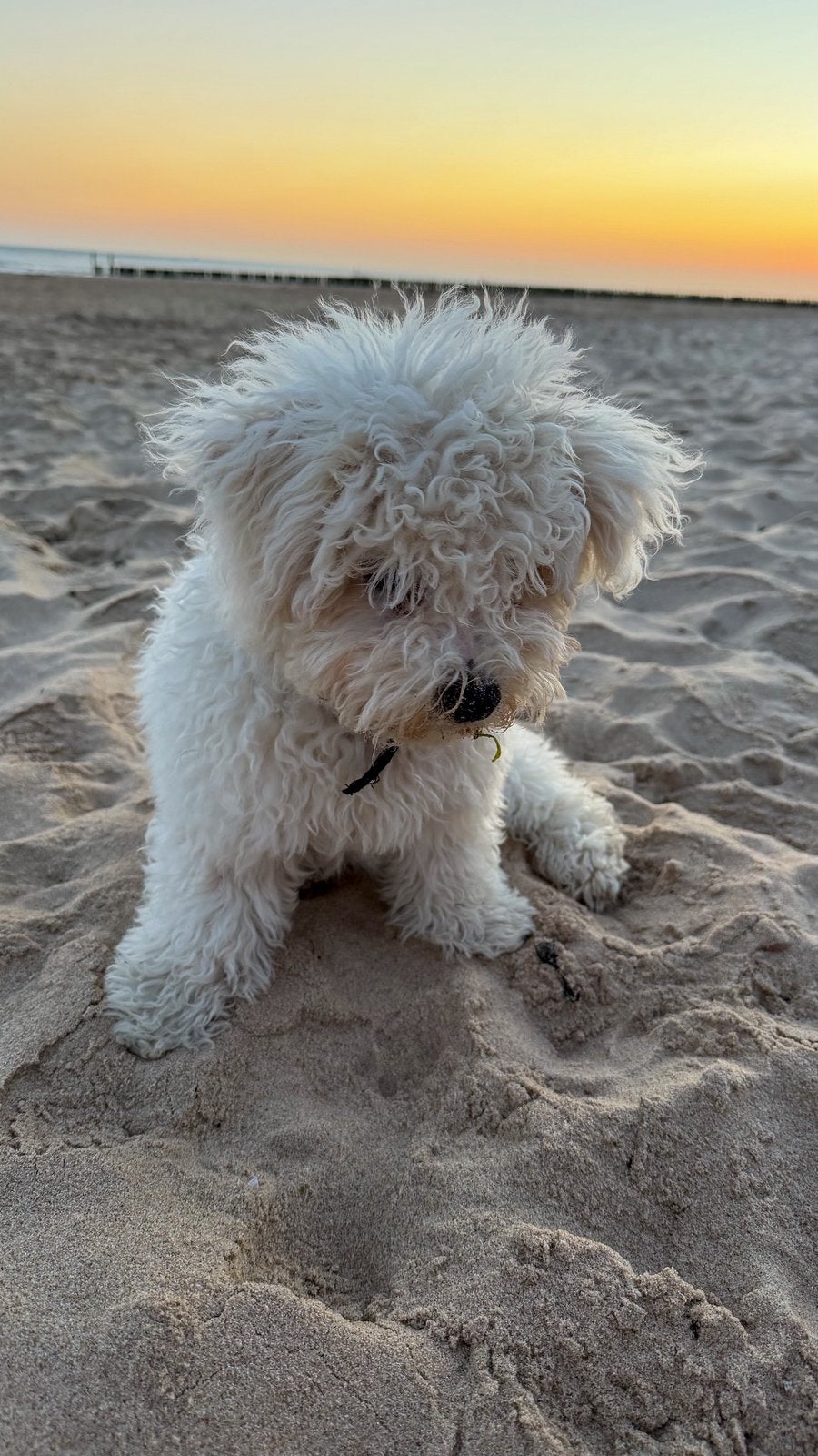 Iemand kan lopen met kleine hond elke weekend in Zoutelande?