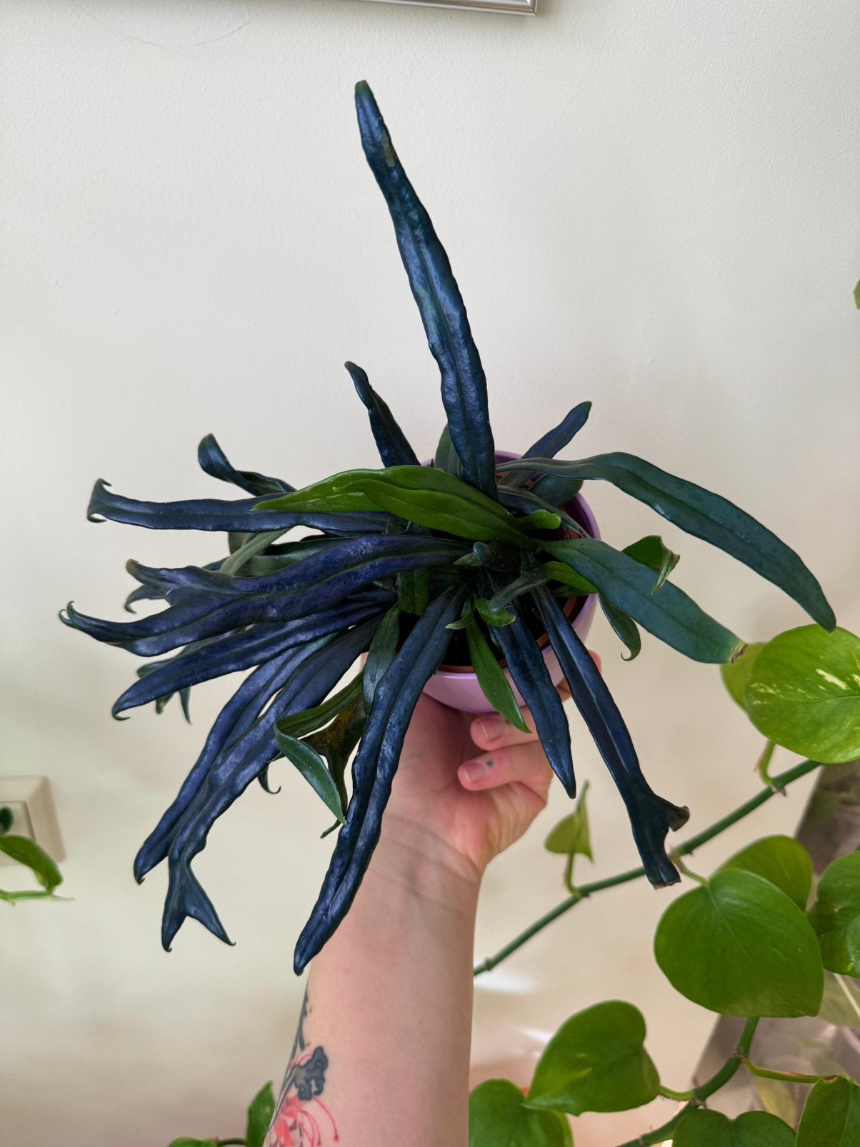 Microsorum thailandicum, blauwe varen, blue oil fern, Huis en Inrichting, Kamerplanten, Ophalen of Verzenden, Volle zon, Minder dan 100 cm