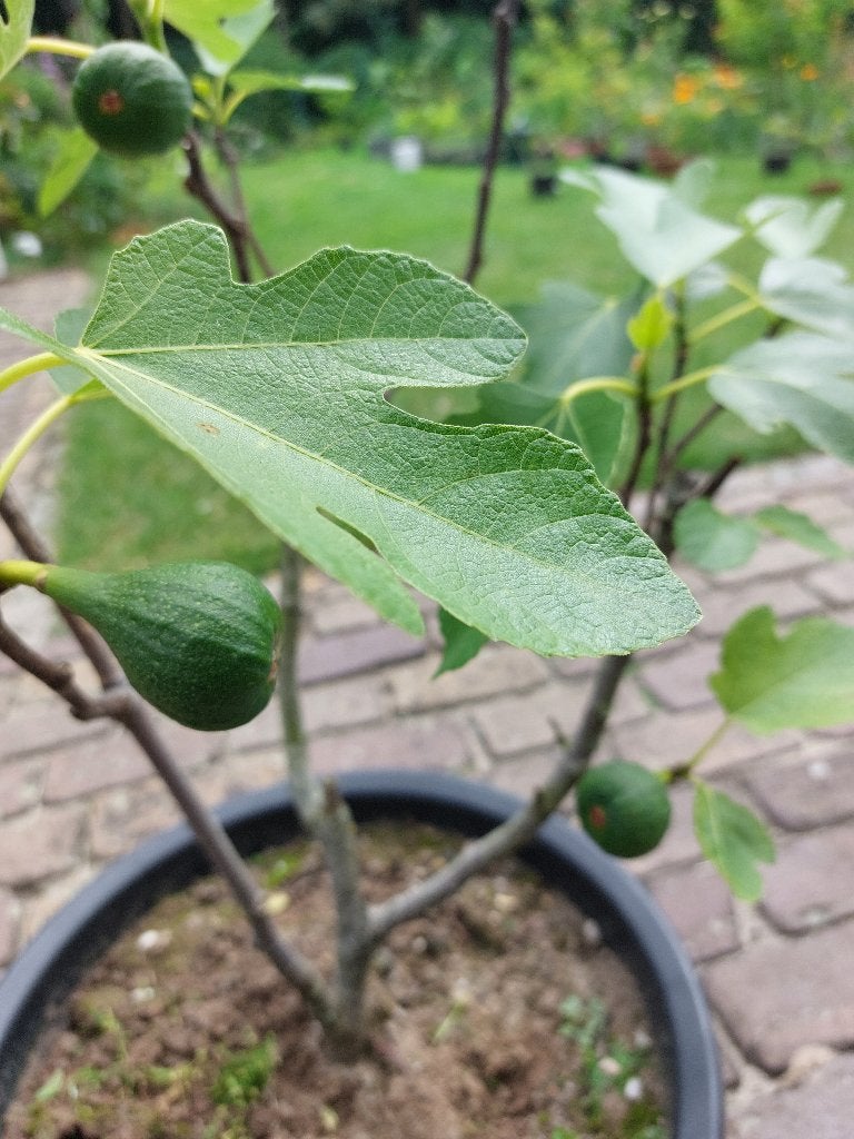 Vijg vijgenboom Ficus Carica biologisch gekweekt, Ophalen of Verzenden, Vaste plant, Fruitplanten, Volle zon