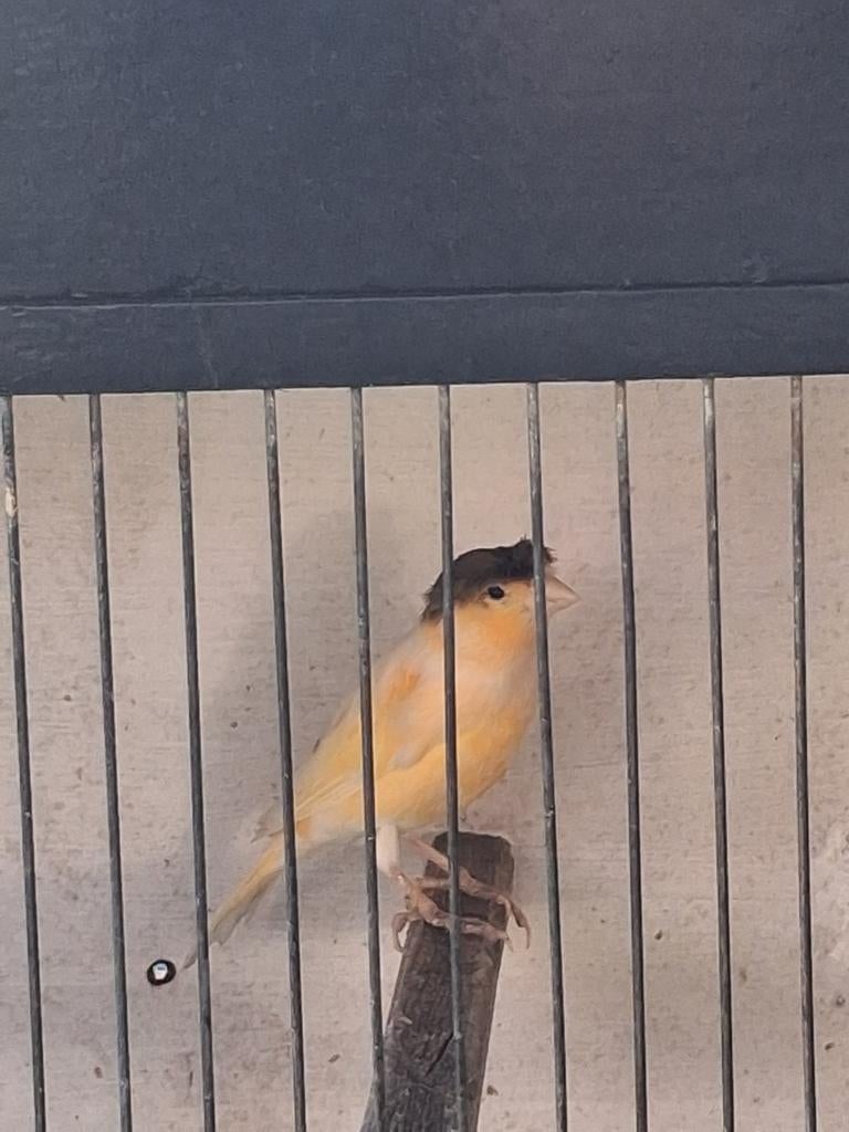 Harlekijn pop van 2025, Dieren en Toebehoren, Vogels | Kanaries, Vrouwelijk, Kleurkanarie