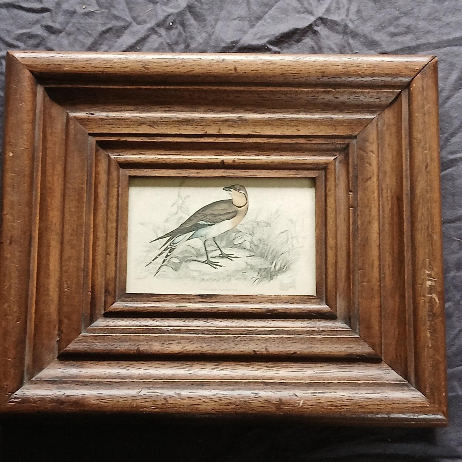 Oude Vintage ingelijste prent  vorkstaartplevier, vogel, Ophalen of Verzenden, Voor 1940, Gebruikt