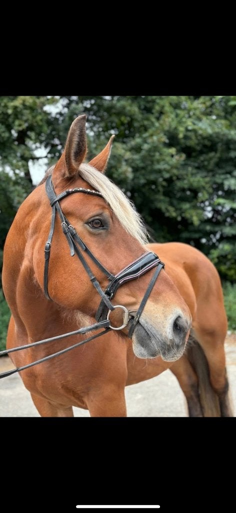 Saartje prachtige en lieve Comtois merrie, Dieren en Toebehoren, Merrie, 170 tot 175 cm, 11 jaar of ouder, Recreatiepaard