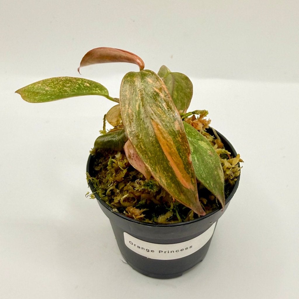 Philodendron Orange Princess Variegated, Huis en Inrichting, Kamerplanten, Verzenden, Halfschaduw, Minder dan 100 cm
