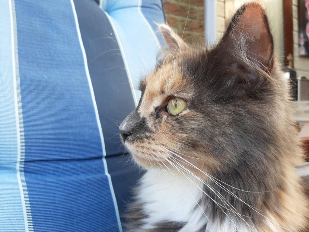 Milou vermist zinds 10-05-20263