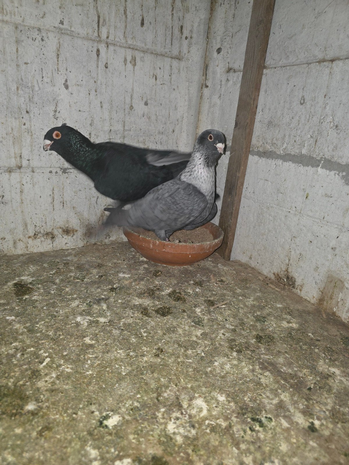 Duiven, Meerdere dieren, Postduif