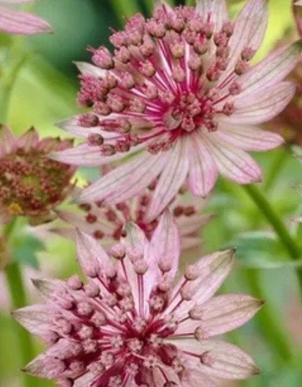 Astrantia major 'Roma' - Sterrenscherm in 2L pot, Overige soorten, Vaste plant, Ophalen of Verzenden, Halfschaduw