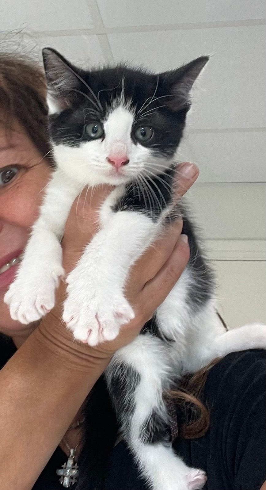 Kittens kruising ragdol, Meerdere dieren