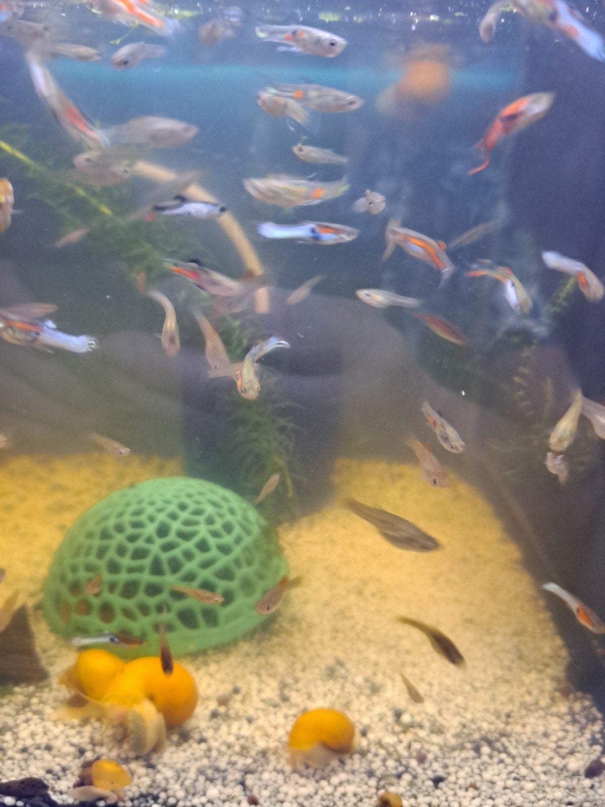 endler guppymix, Dieren en Toebehoren, Vis