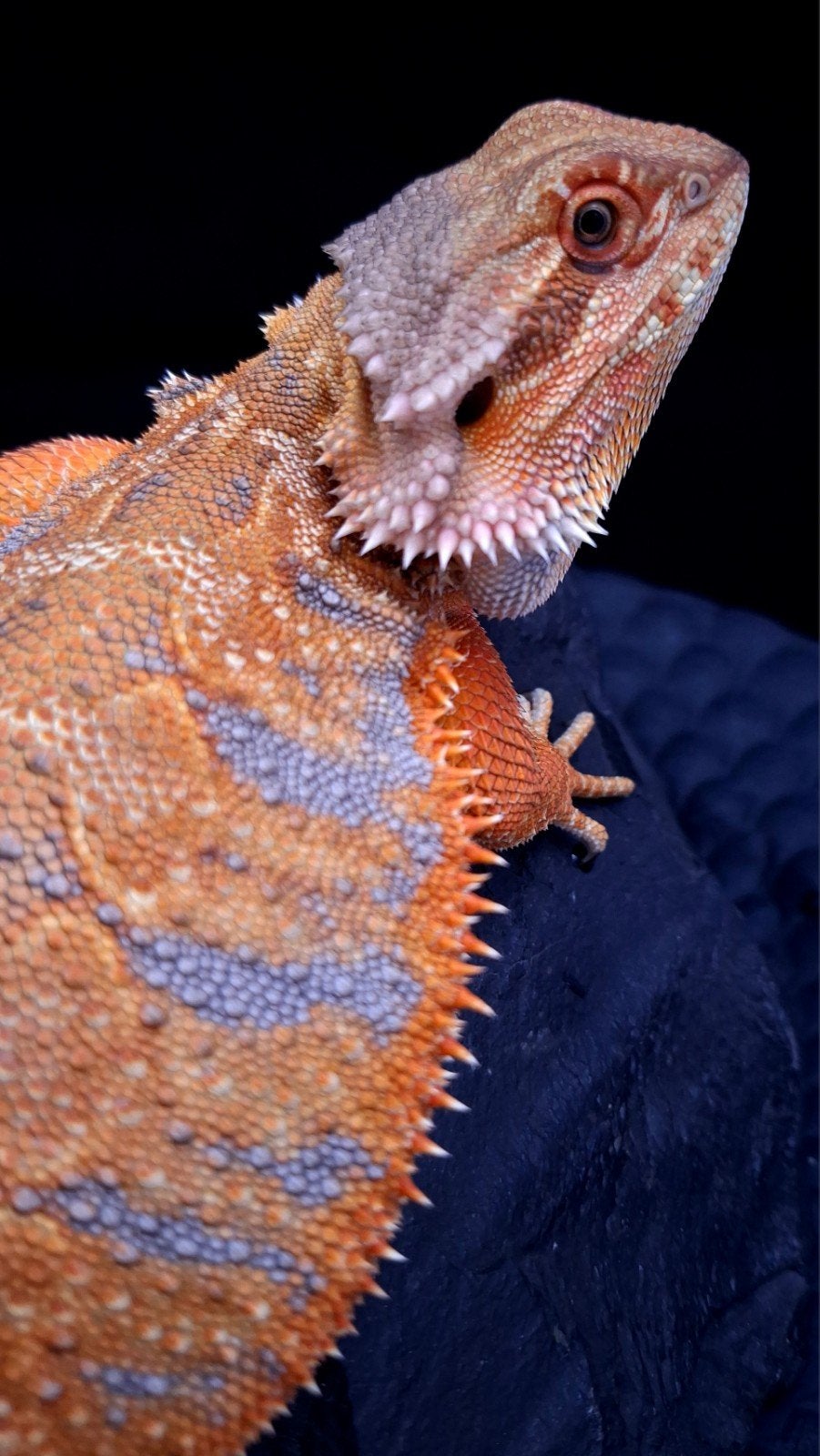 AKTIE !! 50% Red Monster Blue Tiger Triple het. Baardagaam, Dieren en Toebehoren, Reptielen en Amfibieën, Hagedis, 0 tot 2 jaar