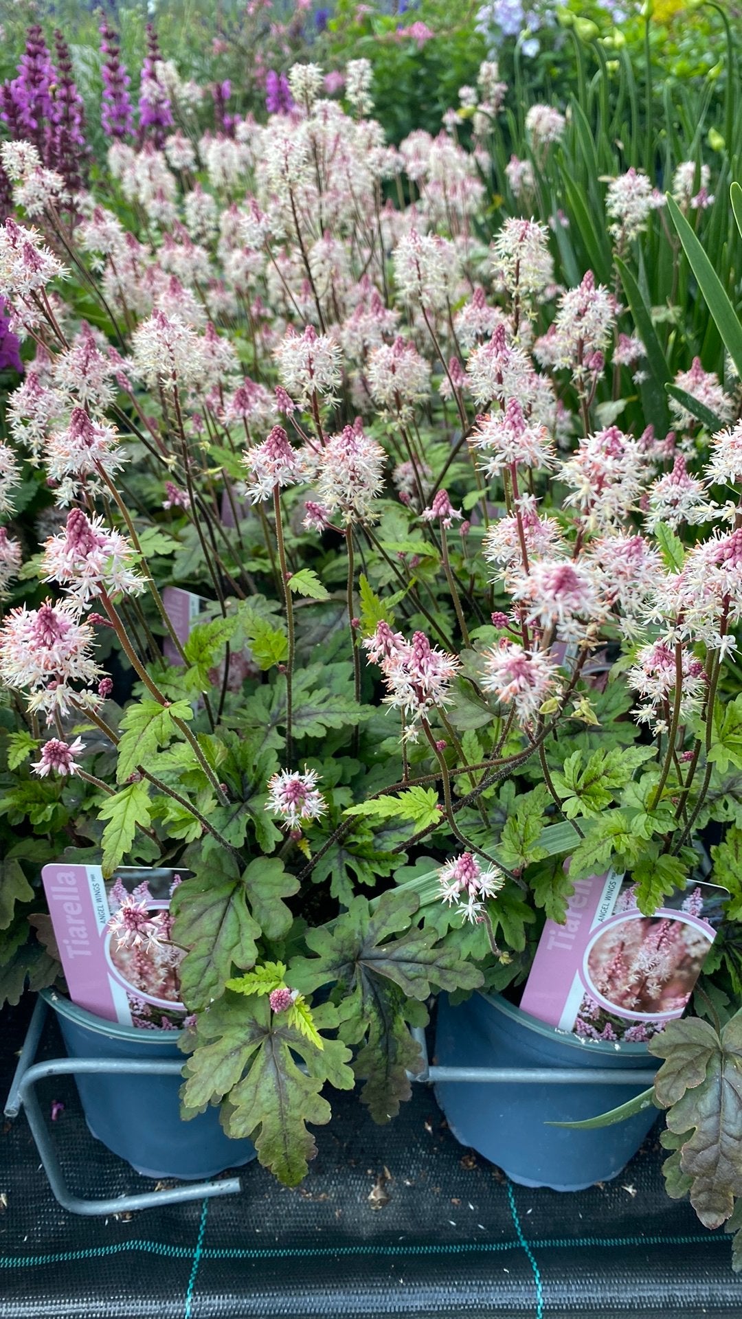 Tiarella 'Angel Wings' - Schaduwminnende vaste plant, Vaste plant, Halfschaduw, Lente, Ophalen