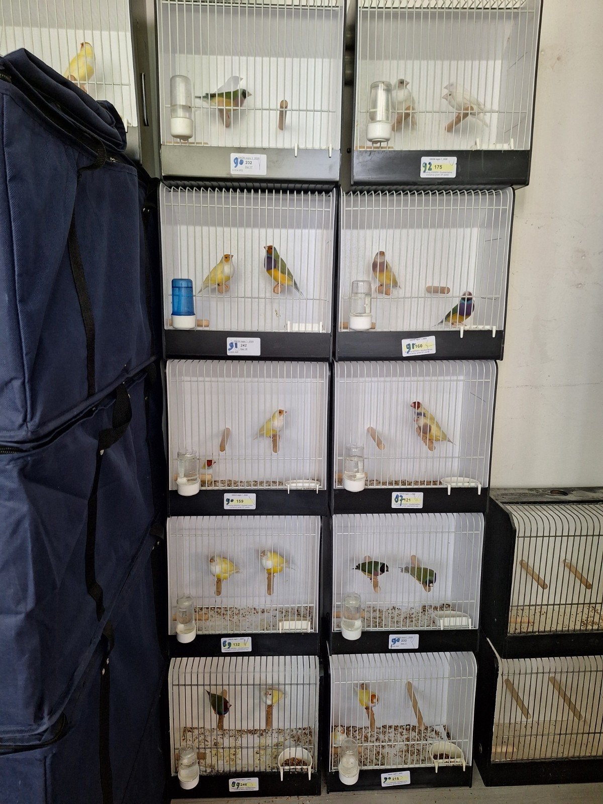 gouldamadines, Meerdere dieren