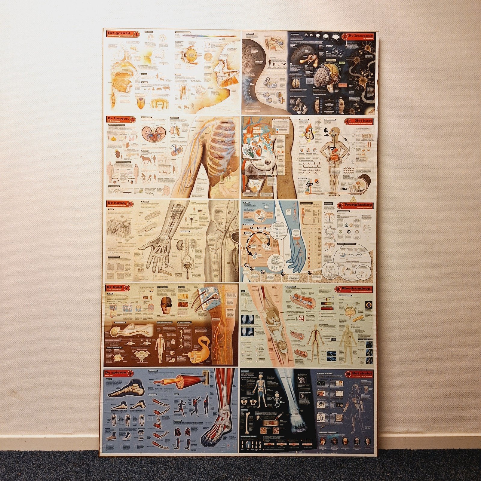 Stevige Houten Plaat met Print Menselijk Lichaam (Groot), Ophalen, Natuur en Biologie