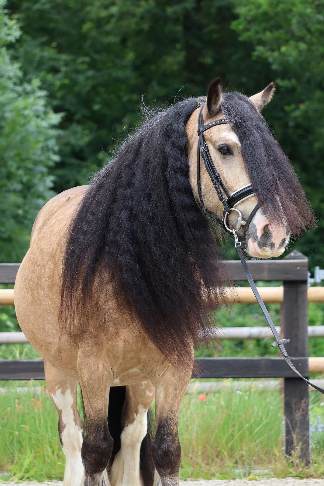 Super knappe tinker ruin, Gechipt, Ruin, 3 tot 6 jaar, L