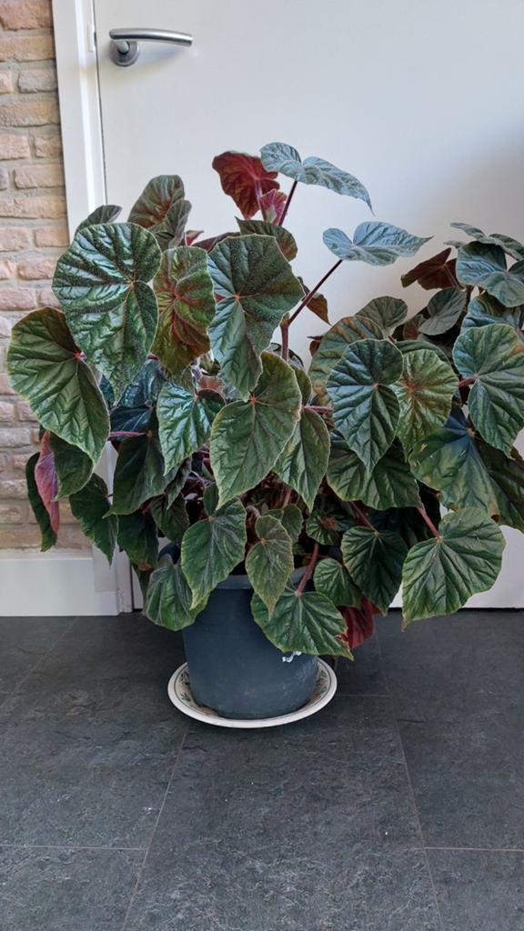 Begonia, Ophalen, Halfschaduw, Minder dan 100 cm