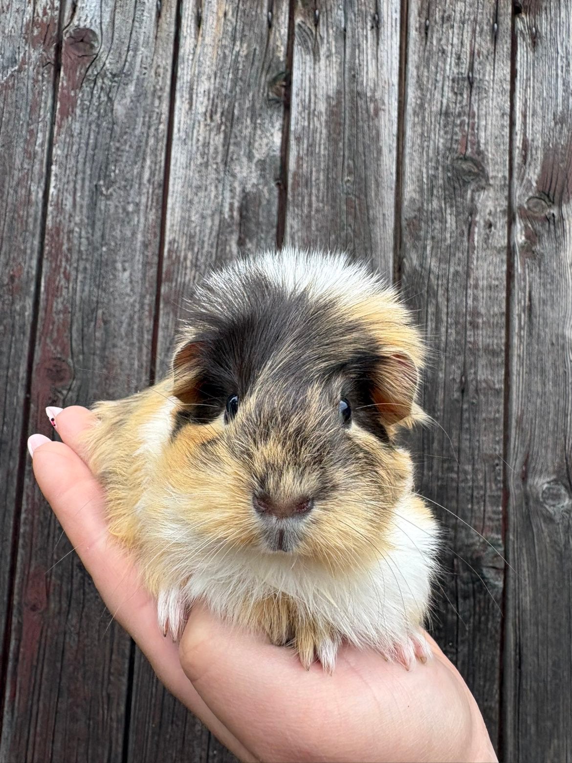 Meerdere cavia beren zoeken een leuk plekje!, Dieren en Toebehoren, Cavia, Mannelijk, Mei, Tam