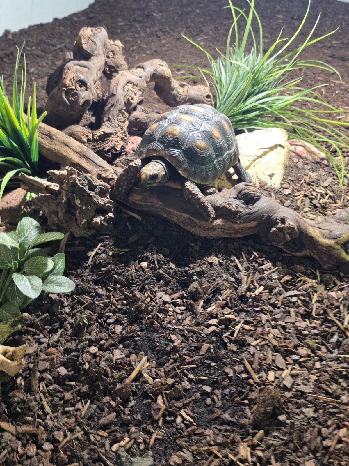 Landschildpadden ( Chelonoidis carbonarius ) Tortoise photo 2