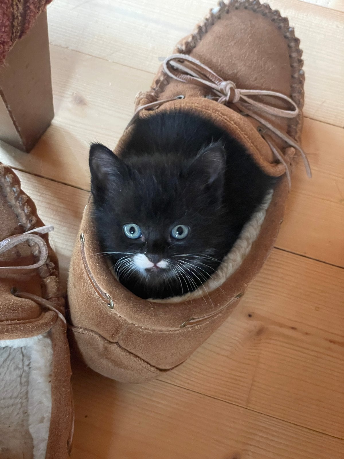 Twee lieve kittens, Dieren en Toebehoren, Meerdere dieren, Kortharig, 0 tot 2 jaar