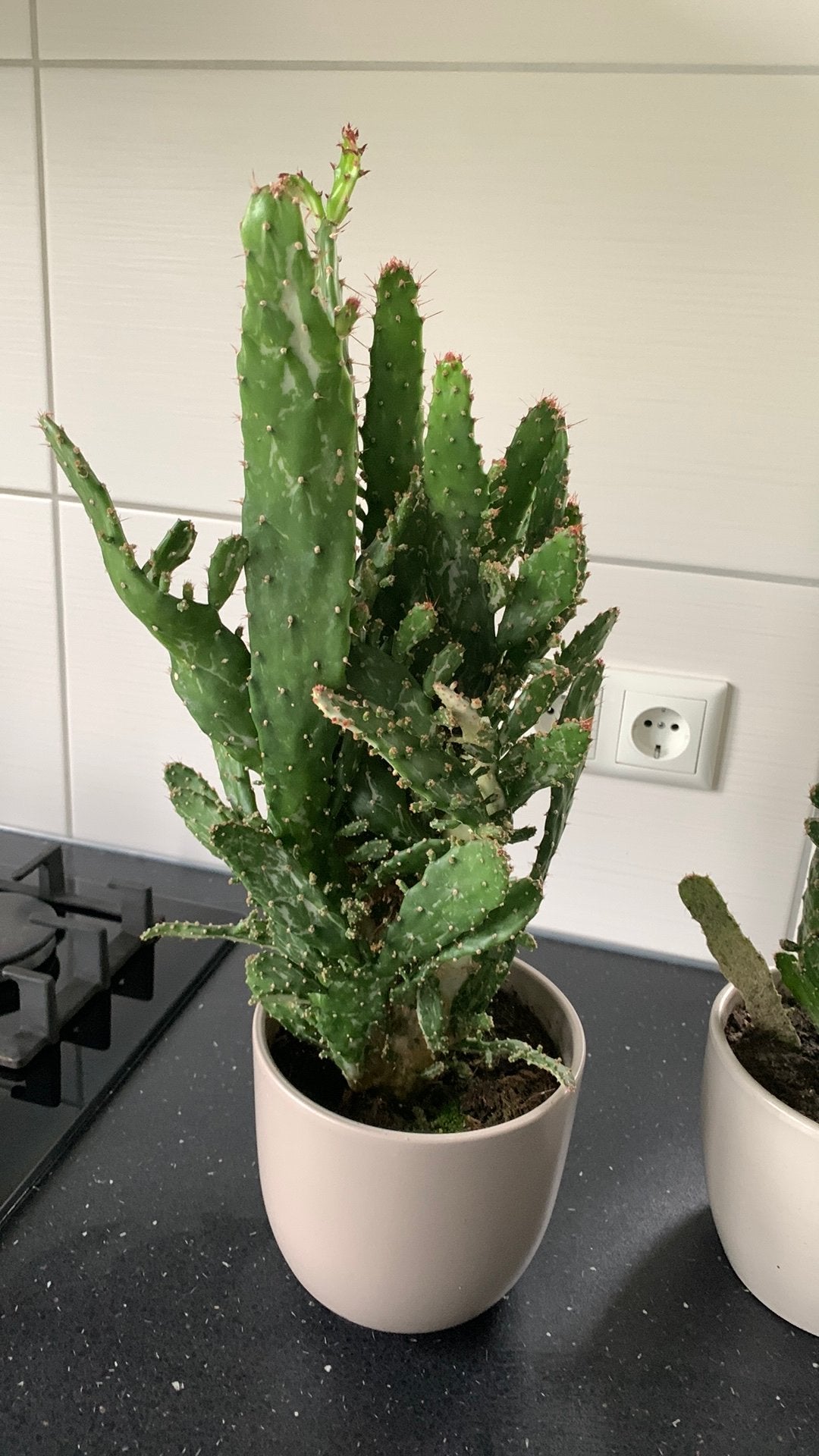 Cactus plant met pot €12, Huis en Inrichting, Ophalen, Cactus, Volle zon, Minder dan 100 cm