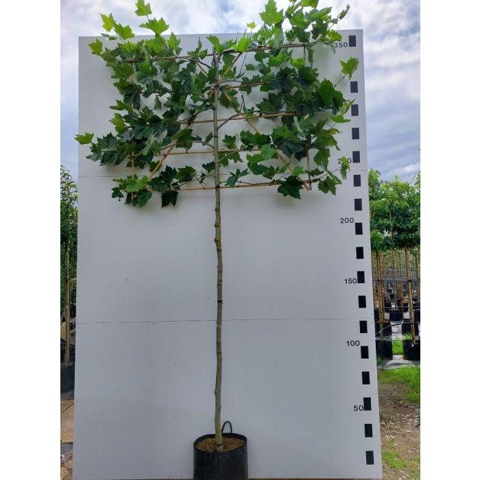 Platanus hispanica (leiplataan)🌳, Ophalen, Volle zon, Overige soorten