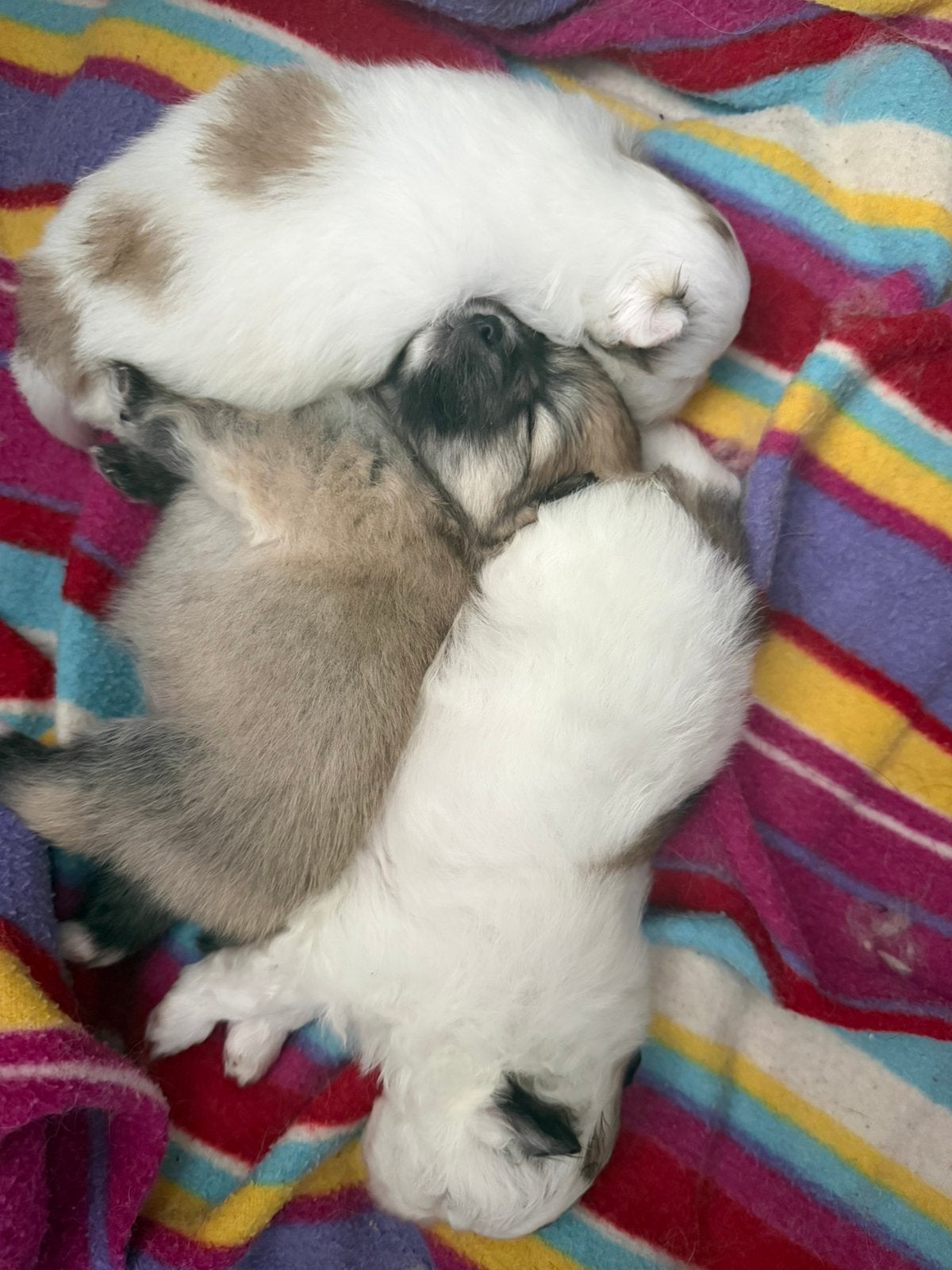 Pomeriaan puppy’s, Dieren en Toebehoren, Meerdere, Meerdere dieren, Klein, Nederland