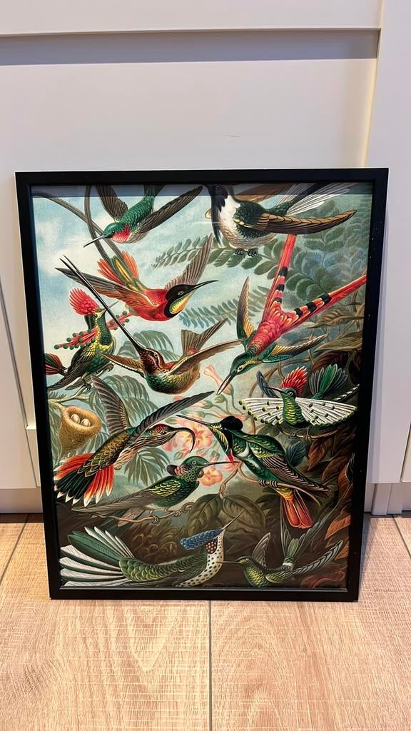 Leuke poster van vogels, in zwarte lijst., Ophalen of Verzenden, Foto of Poster