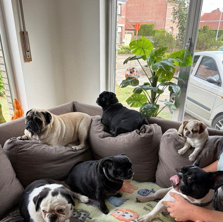 Laatste unieke mopshond, mops , puppy ouders dna getest, Dieren en Toebehoren, België, Particulier, 8 tot 15 weken, Parvo
