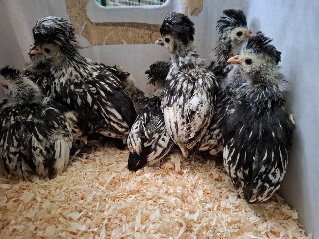 Kuikens hollandse kuifhoen gezoomd, Meerdere dieren, Kip