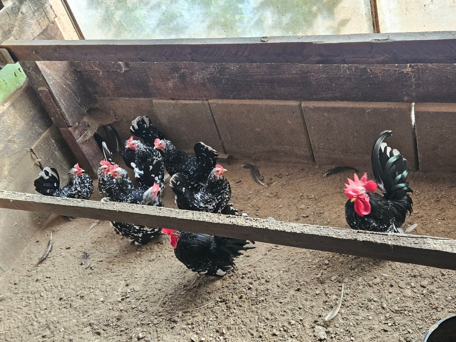 broedeieren te koop, Dieren en Toebehoren, Geslacht onbekend, Kip