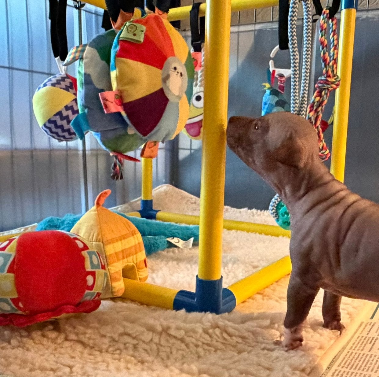 American hairless terrier / amerikaanse naakthond, Parvo, Overige rassen, 8 tot 15 weken, Meerdere