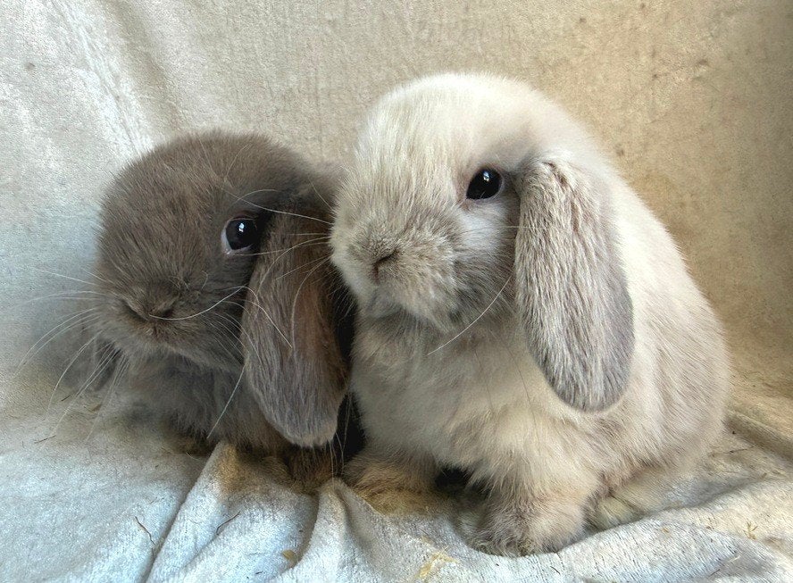Bijzonder mooi lief handtam koppeltje Minilop konijntjes, Dieren en Toebehoren, Konijnen, Meerdere dieren, Klein, Hangoor, 0 tot 2 jaar
