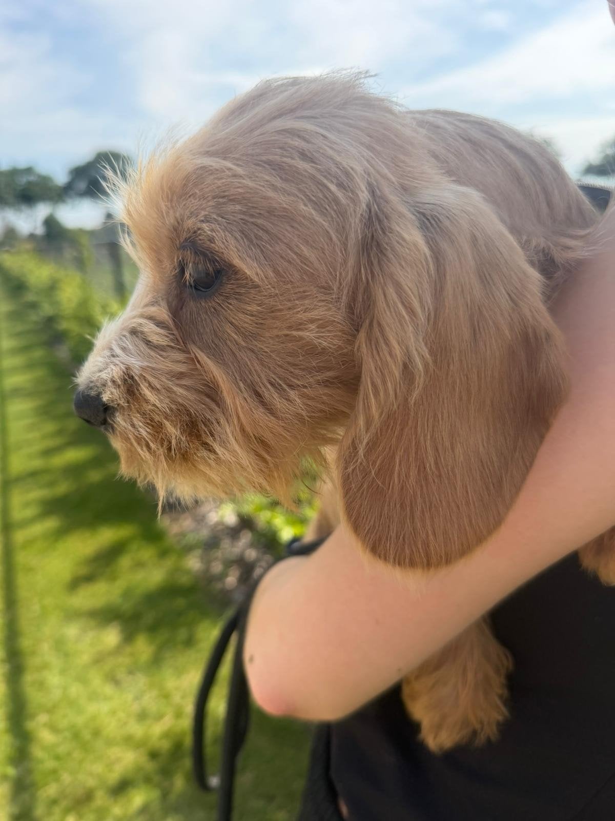 Cocker spaniel reutje, Parvo, 15 weken tot 1 jaar, Reu, Eén hond