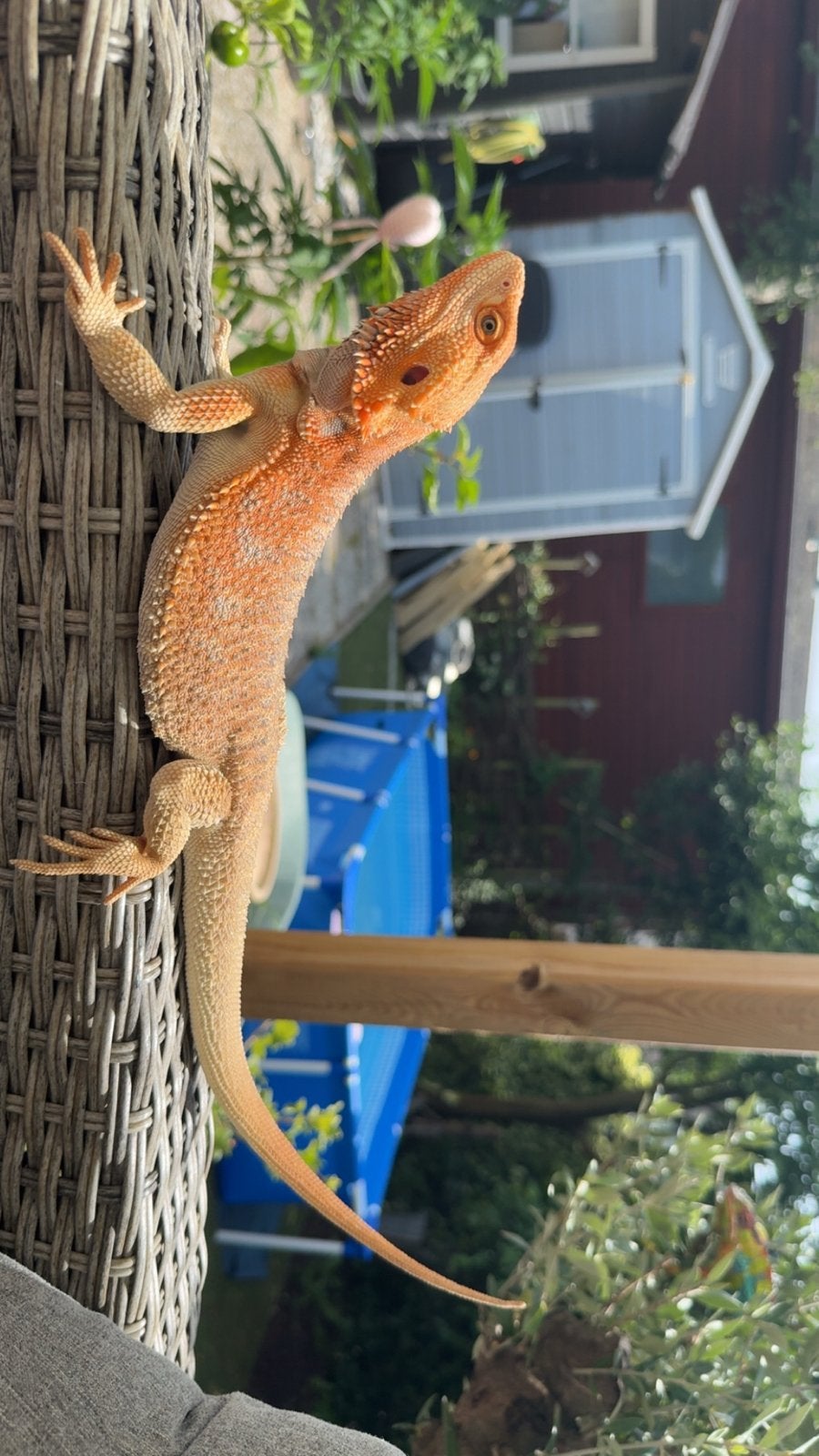 Baby baardagaam Bearded Dragon photo 12