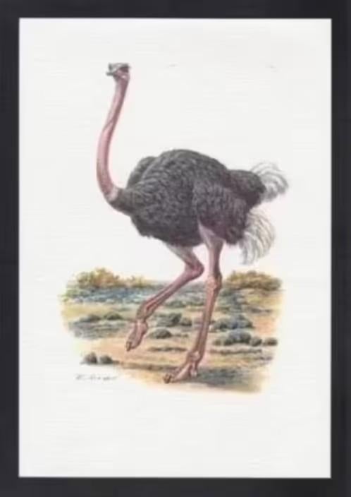 Struisvogel Struthio Camelus Vogel Kunstdruk., Ophalen of Verzenden, Zo goed als nieuw