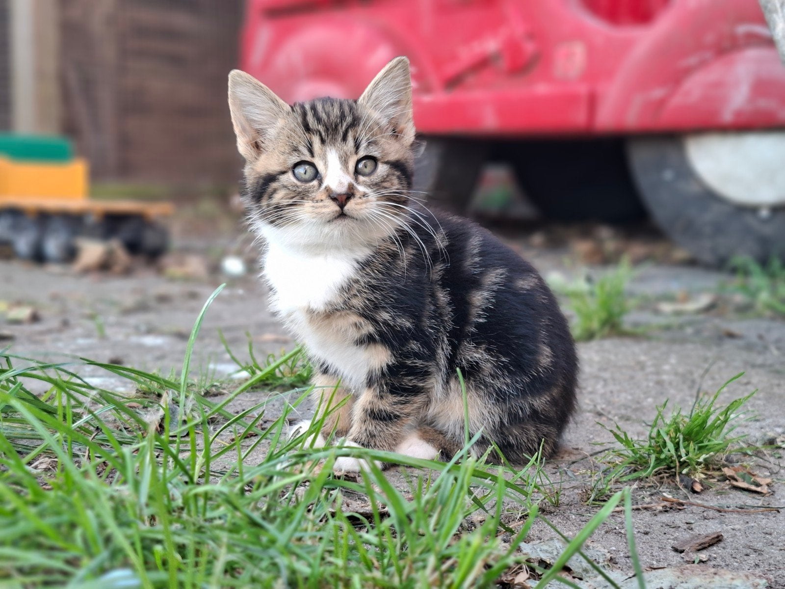 Te koop 5 mooie kittens., Dieren en Toebehoren, Meerdere dieren, 0 tot 2 jaar