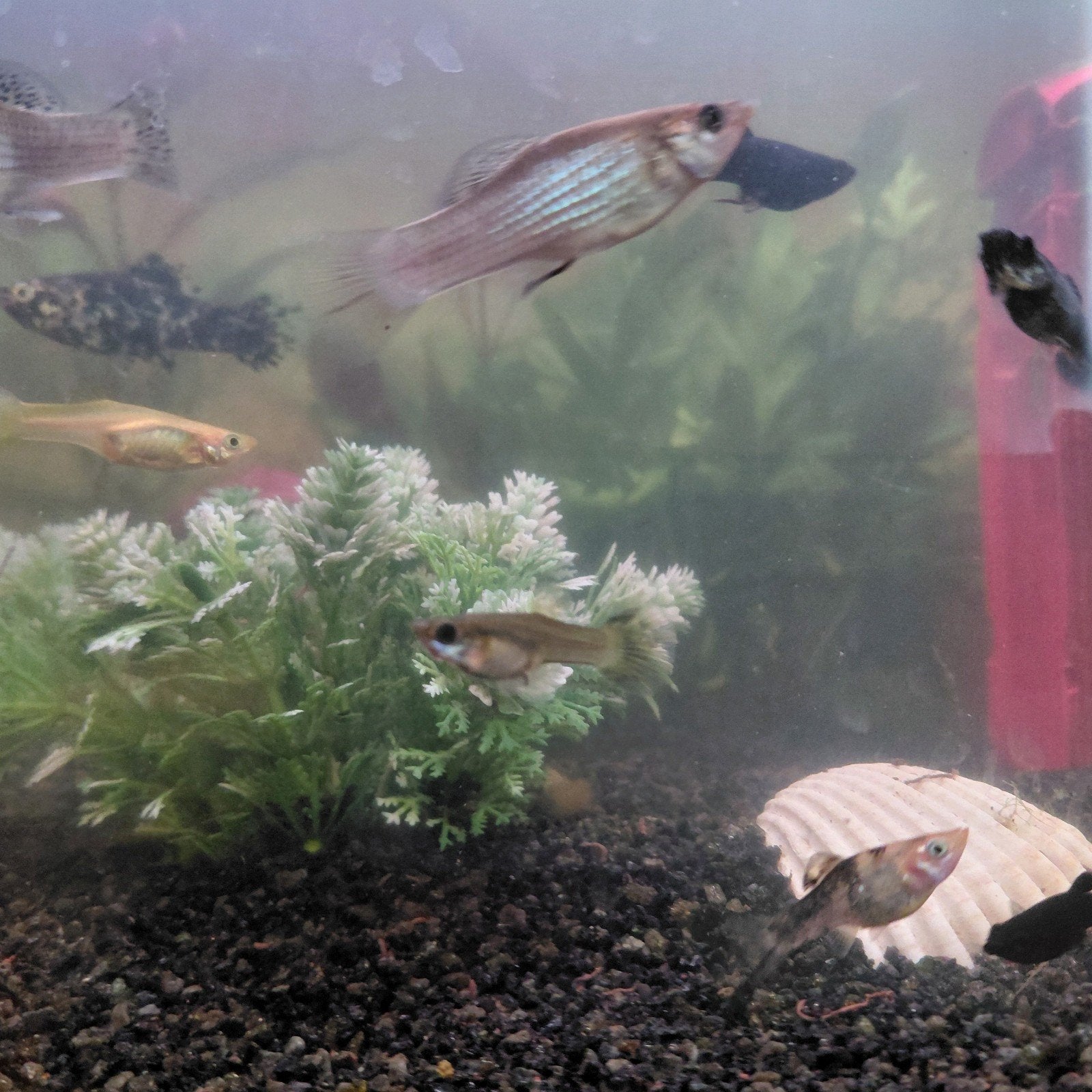 Molly's en guppen, Dieren en Toebehoren, Vissen | Aquariumvissen, Vis, Zoetwatervis, Schoolvis