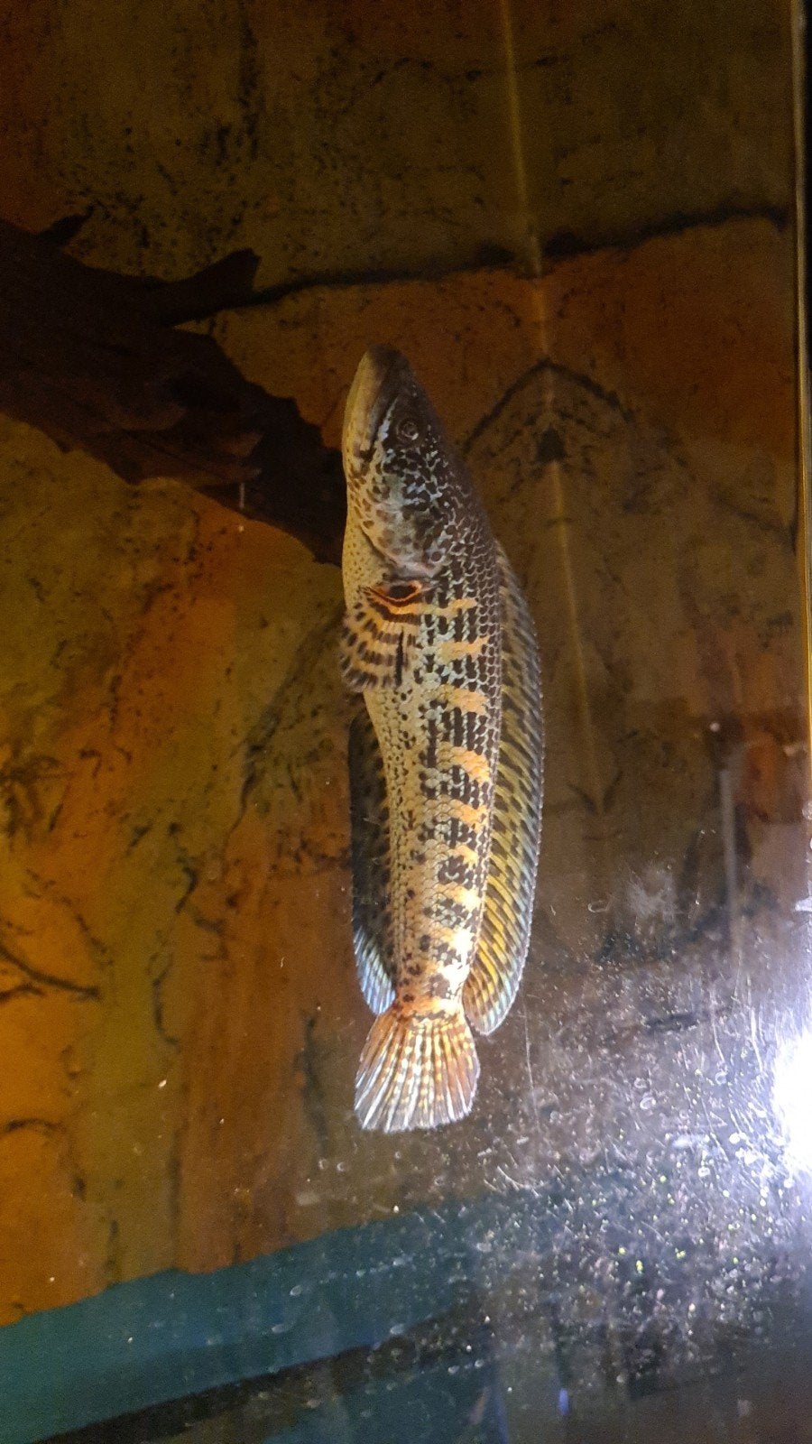 GEZOCHT!!!channa autantimaculata MAN!!