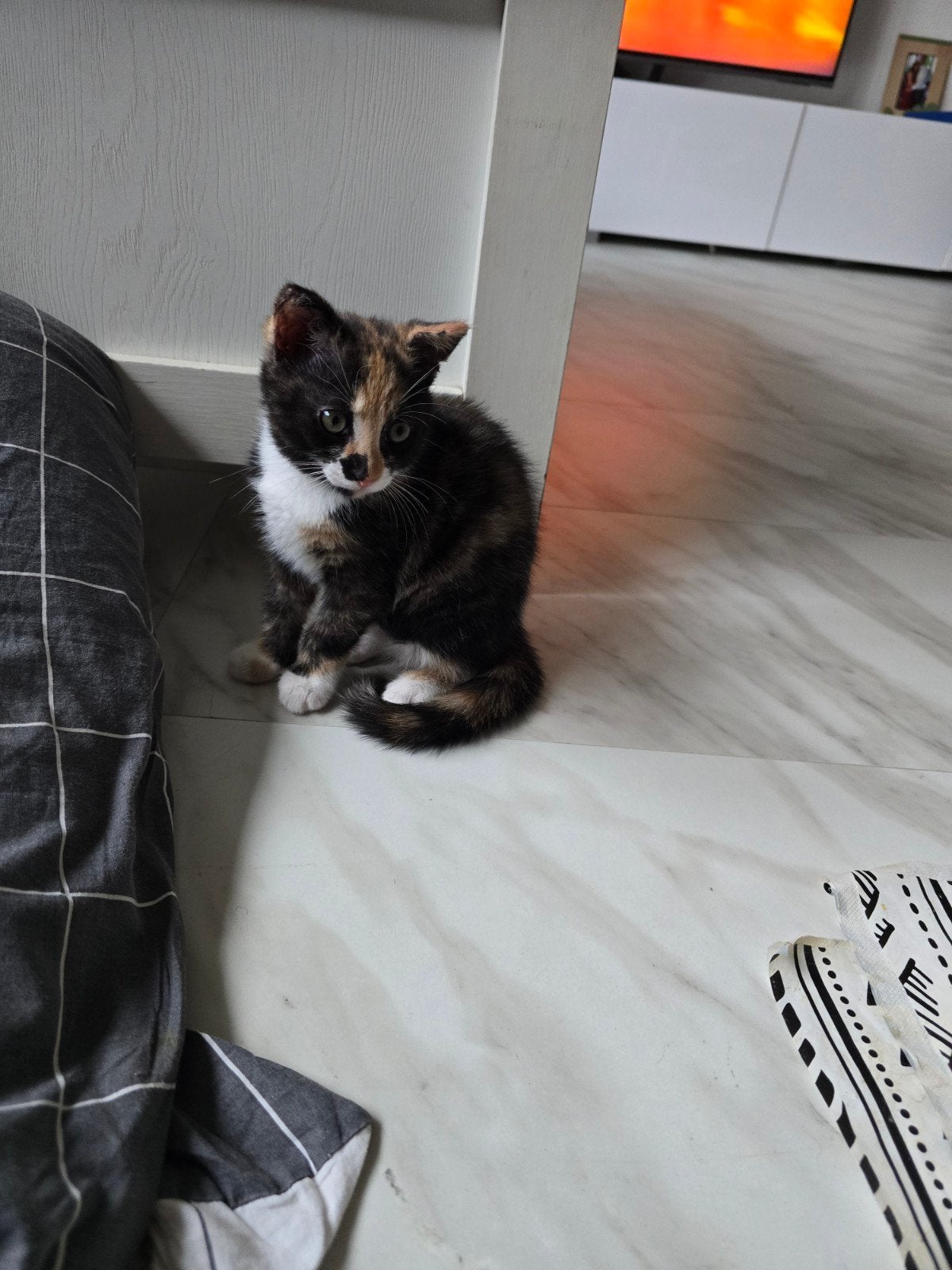 . kitten, zie de omschrijving, Poes, 0 tot 2 jaar
