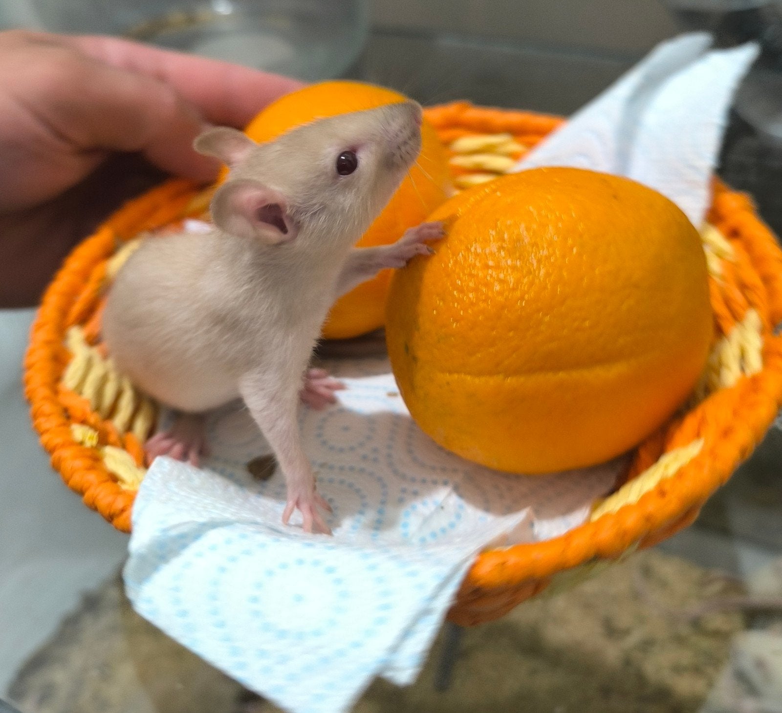 Ratten / Ratts, Juni, Meerdere dieren, Rat