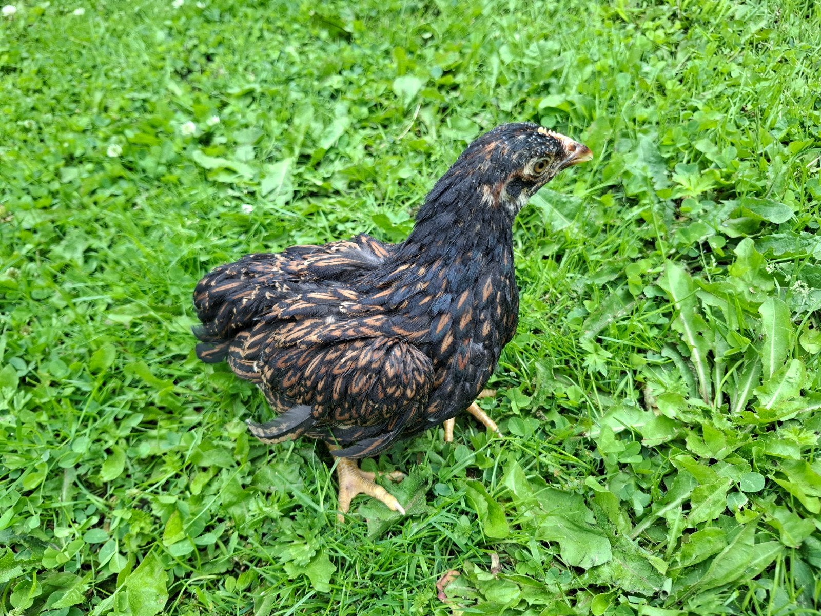 Barnevelder Kriel Dubbelgezoomd kuikens van 2026, Dieren en Toebehoren, Pluimvee, Vrouwelijk, Kip