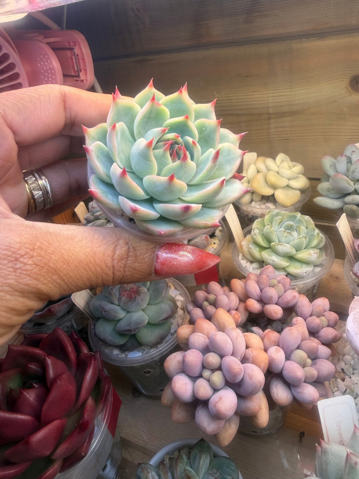 Echeveria Chihuahuaensis 6cm kleurrijke succulent, Huis en Inrichting, Verzenden, Halfschaduw, Minder dan 100 cm