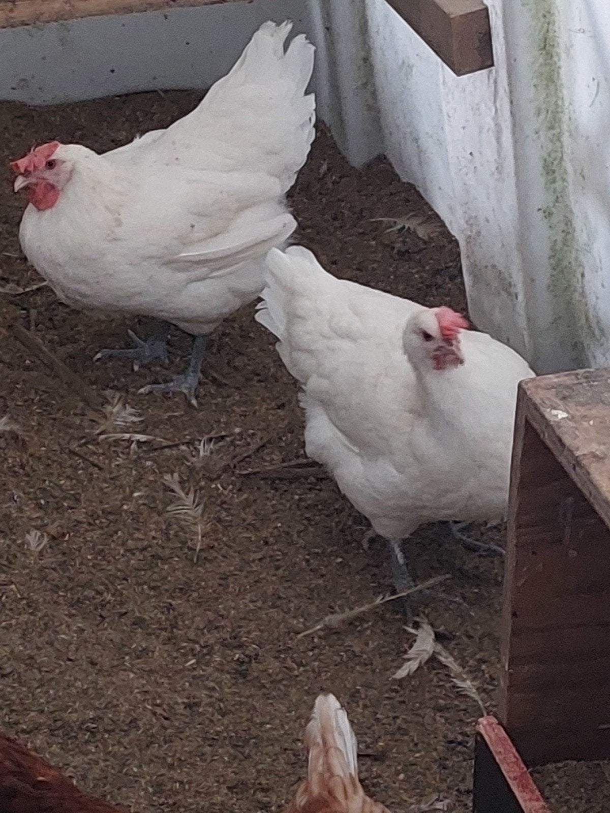 te koop poule de blesse 3 hennen en 1haan, Dieren en Toebehoren, Meerdere dieren, Kip