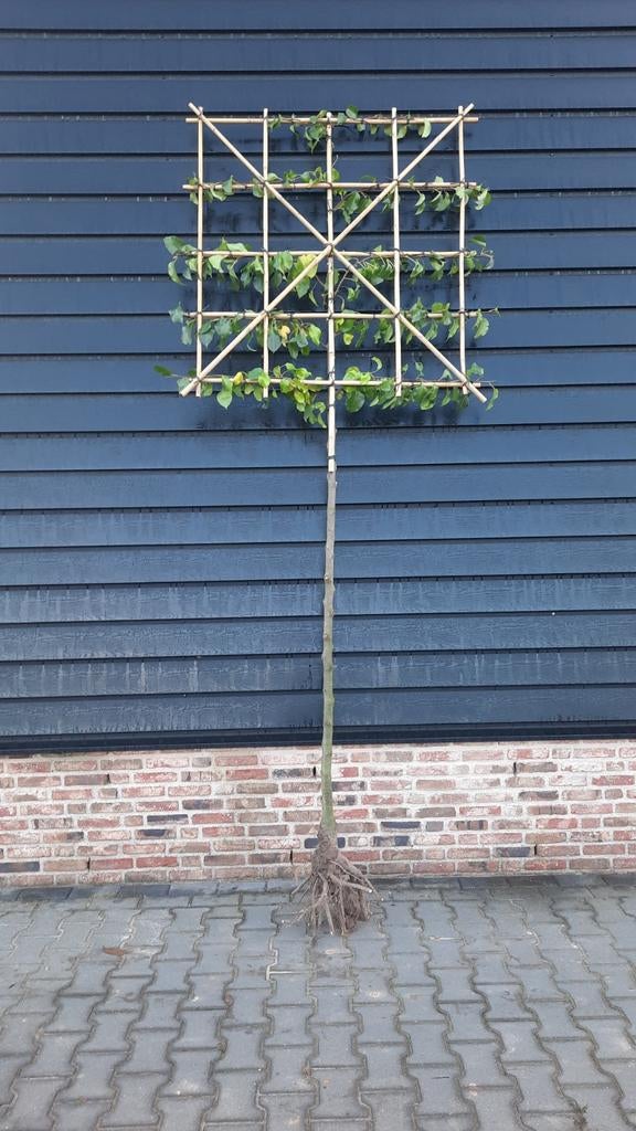 Pyrus calleryana 'Chanticleer'🌿 sierpeer Leiboom, Tuin en Terras, Planten | Bomen, Ophalen
