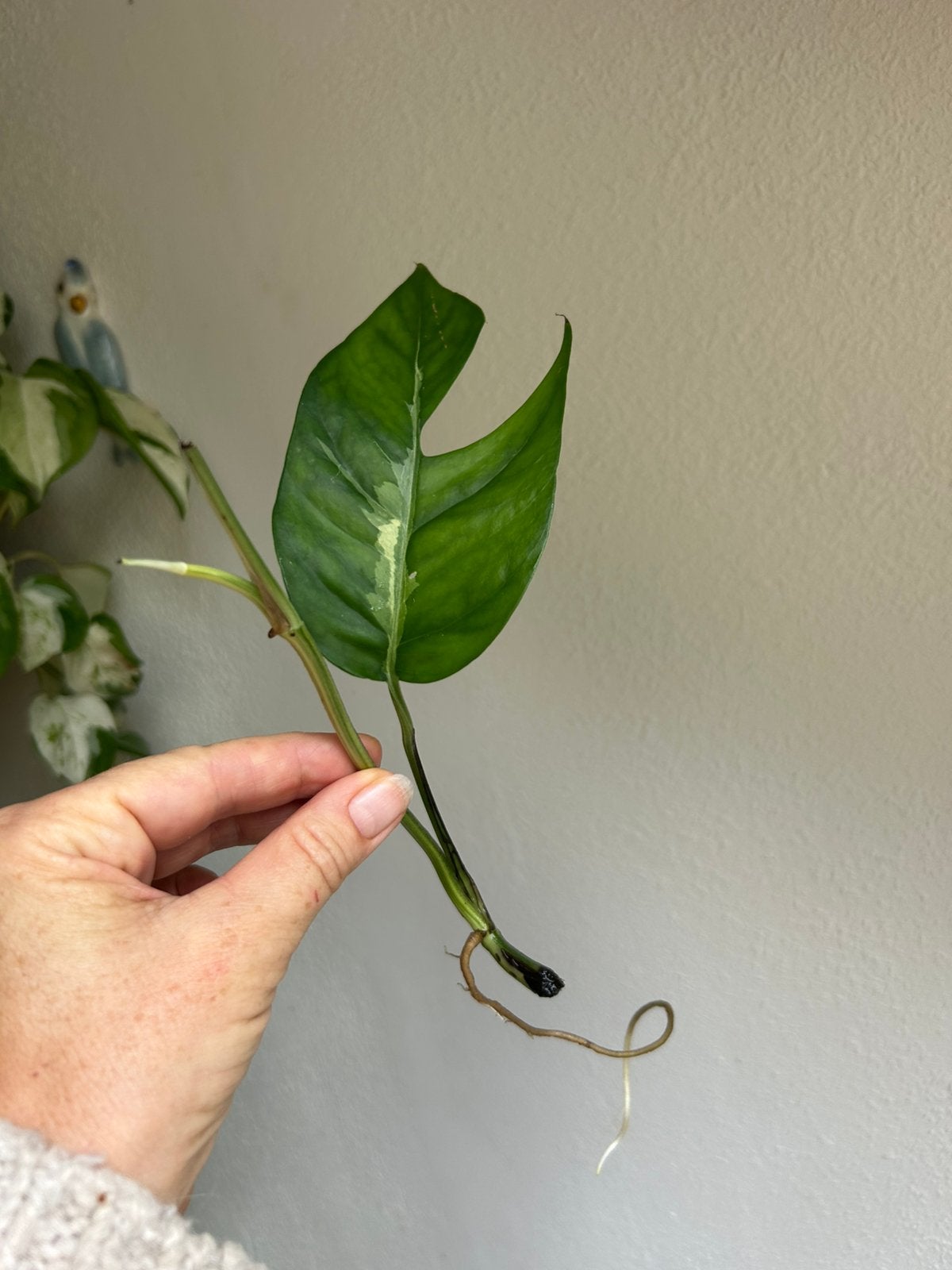 Epipremnum pinnatum albo variegata, gewortelde stekken, Ophalen of Verzenden, Halfschaduw, Minder dan 100 cm