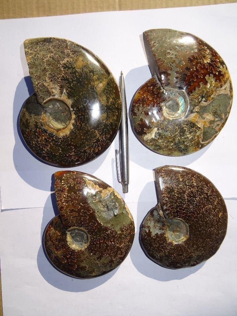 4 Stuks Ammoniet cleoniceras, Ophalen of Verzenden, Fossiel
