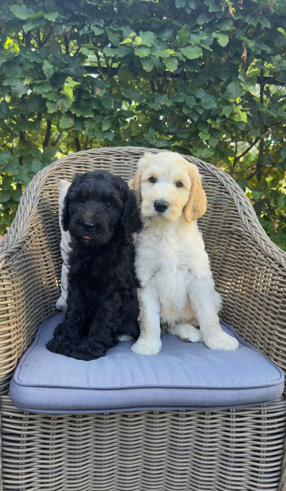 🐶🐶Leuke Labradoodle pups🐶🐶, Dieren en Toebehoren, Honden | Retrievers, Spaniëls en Waterhonden, Parvo, Overige rassen, 8 tot 15 weken