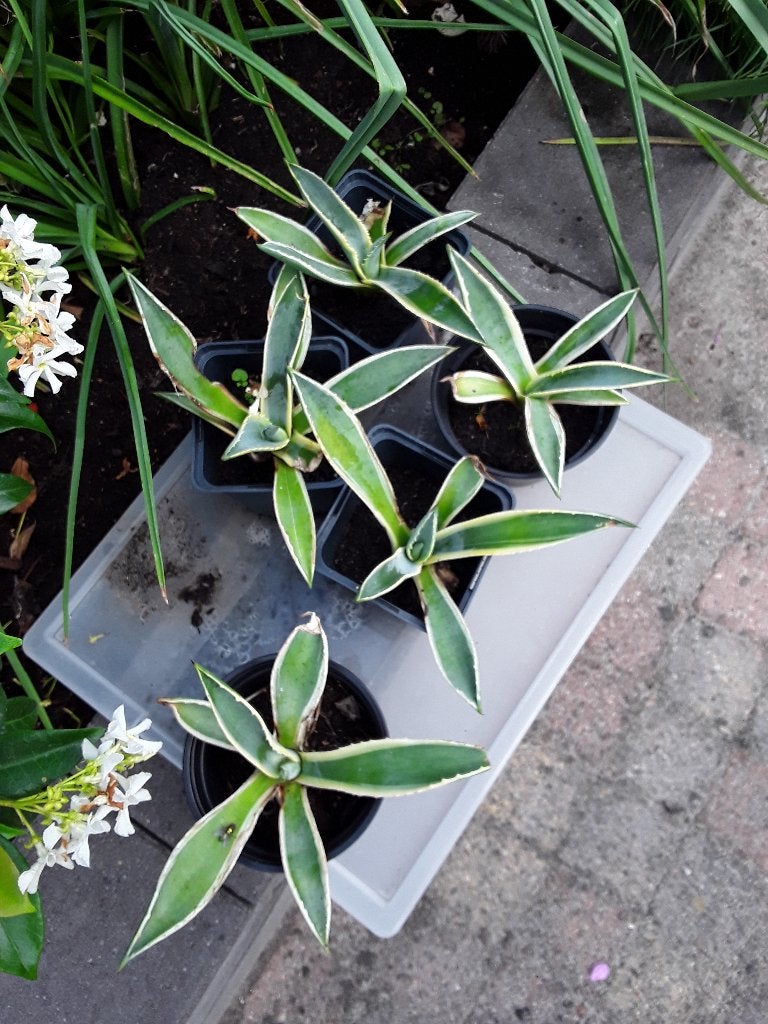 AGAVE. 5 voor 15 euro, Tuin en Terras, Volle zon, Vaste plant, Bloeit niet, Ophalen